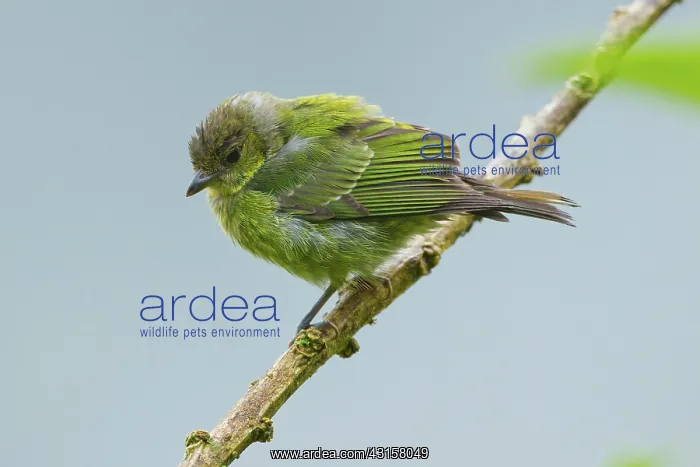: Black-capped Tanager : Black-capped Tanager