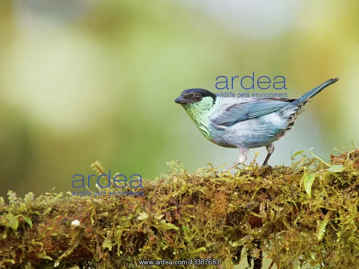 : Black Capped Tanager - male Tangara heinei Ecuad : Black Capped Tanager - male Tangara heinei Ecuad