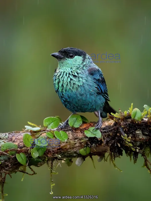 : Black-capped Tanager (Stilpnia heinei), under dr : Black-capped Tanager (Stilpnia heinei), under dr