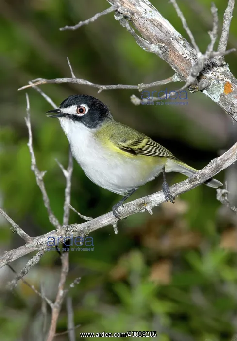 : Black-capped Vireo : Black-capped Vireo