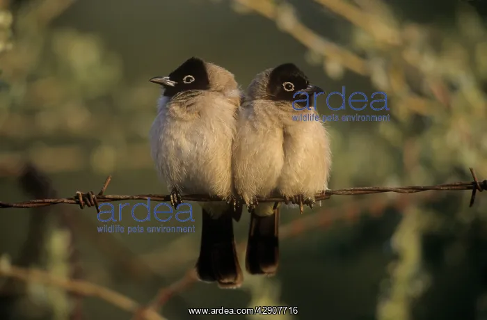 : Black-capped / White-eyed BULBUL : Black-capped / White-eyed BULBUL