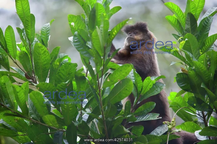 : Black Capuchin / Black-horned Capuchin - adult : Black Capuchin / Black-horned Capuchin - adult