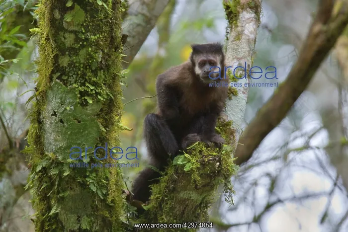 : Black Capuchin / Black-horned Capuchin - adult : Black Capuchin / Black-horned Capuchin - adult