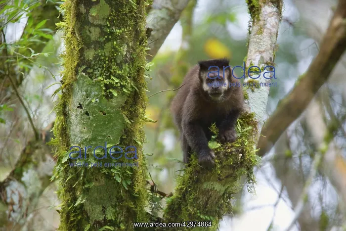 : Black Capuchin / Black-horned Capuchin - adult : Black Capuchin / Black-horned Capuchin - adult