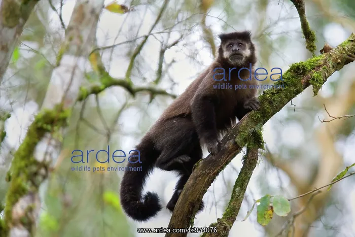 : Black Capuchin / Black-horned Capuchin - adult : Black Capuchin / Black-horned Capuchin - adult