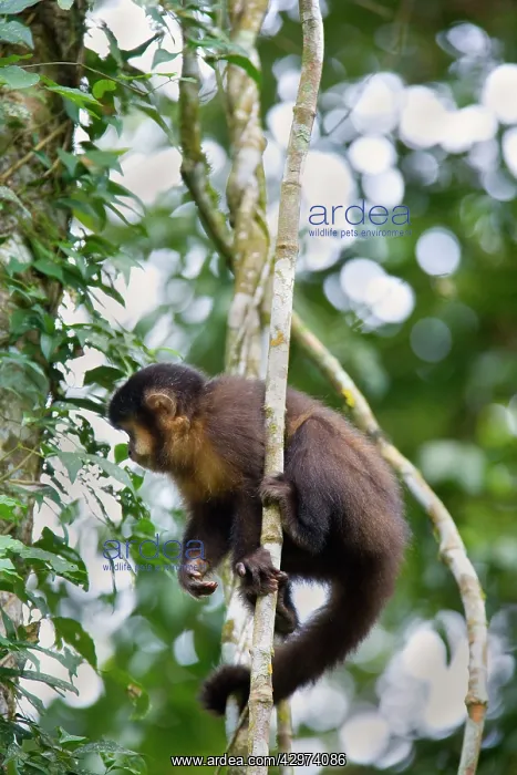 : Black Capuchin / Black-horned Capuchin - adult : Black Capuchin / Black-horned Capuchin - adult