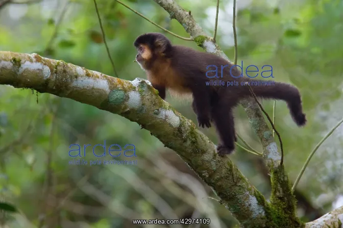 : Black Capuchin / Black-horned Capuchin - adult : Black Capuchin / Black-horned Capuchin - adult