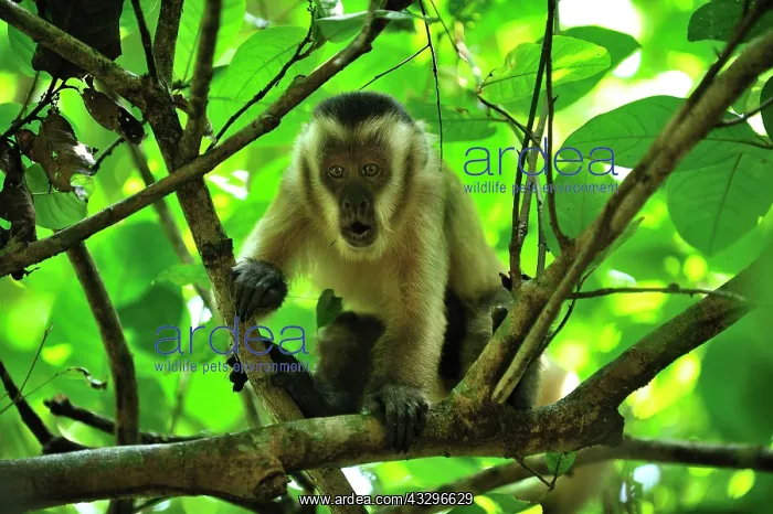 : Black Capuchin / Black-horned Capuchin - juvenile : Black Capuchin / Black-horned Capuchin - juvenile