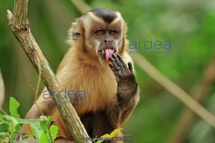 : Black Capuchin / Black-horned Capuchin - licking : Black Capuchin / Black-horned Capuchin - licking