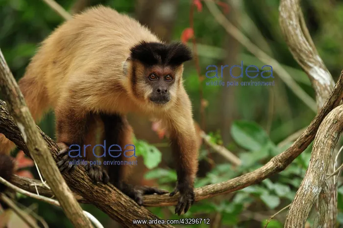 : Black Capuchin / Black-horned Capuchin - male Pantanal : Black Capuchin / Black-horned Capuchin - male Pantanal