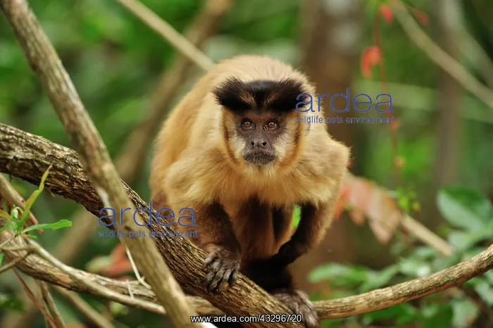: Black Capuchin / Black-horned Capuchin - male Pantanal : Black Capuchin / Black-horned Capuchin - male Pantanal
