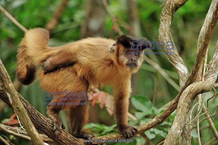 : Black Capuchin / Black-horned Capuchin - male Pantanal : Black Capuchin / Black-horned Capuchin - male Pantanal