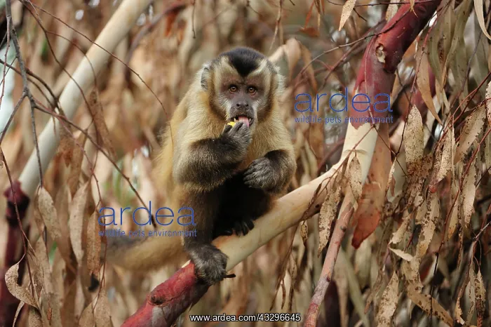 : Black Capuchin / Black-horned Capuchin Pantanal : Black Capuchin / Black-horned Capuchin Pantanal
