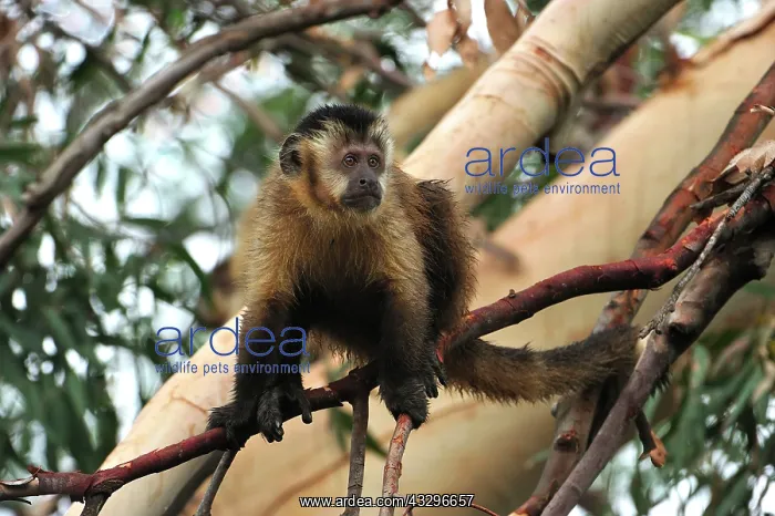: Black Capuchin / Black-horned Capuchin Pantanal : Black Capuchin / Black-horned Capuchin Pantanal