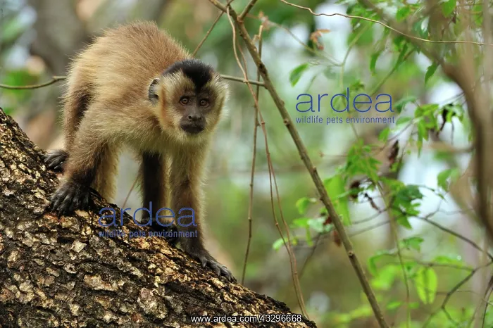 : Black Capuchin / Black-horned Capuchin Pantanal : Black Capuchin / Black-horned Capuchin Pantanal