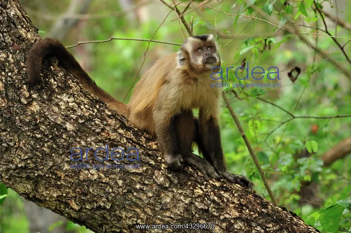: Black Capuchin / Black-horned Capuchin Pantanal : Black Capuchin / Black-horned Capuchin Pantanal