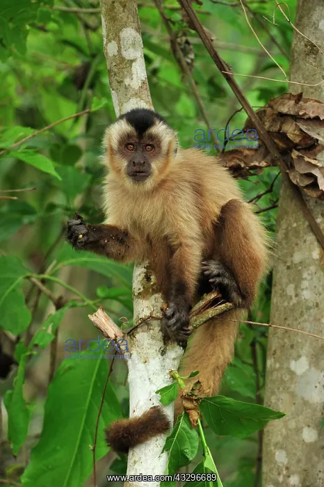 : Black Capuchin / Black-horned Capuchin Pantanal : Black Capuchin / Black-horned Capuchin Pantanal