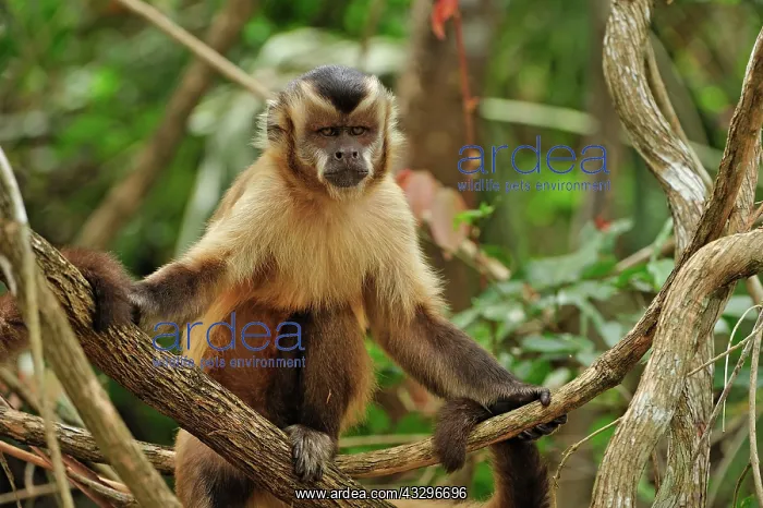 : Black Capuchin / Black-horned Capuchin Pantanal : Black Capuchin / Black-horned Capuchin Pantanal