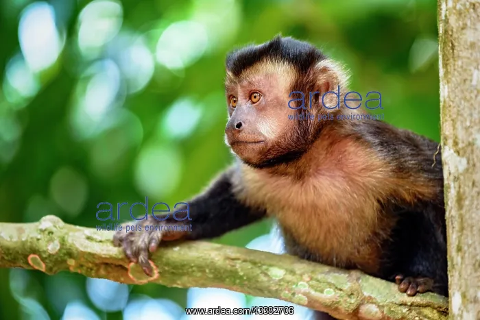 : Black capuchin monkey on the trees of the Brazilian : Black capuchin monkey on the trees of the Brazilian