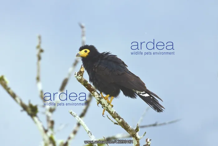 : Black Caracara : Black Caracara