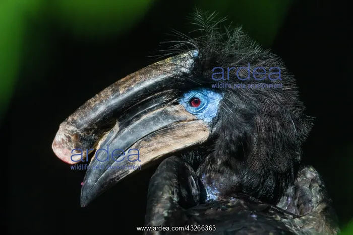: Black-casqued Hornbill / black-casqued wattled hornbill : Black-casqued Hornbill / black-casqued wattled hornbill