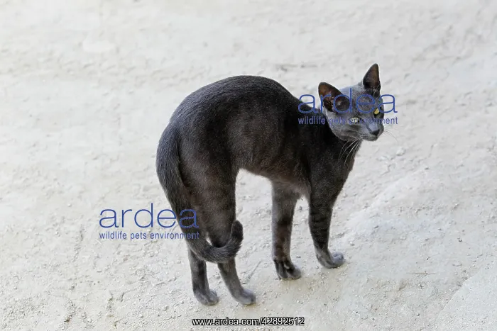  : Black cat