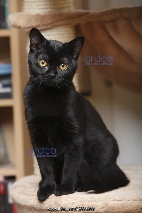  : Black Cat Bombay in his cat tree