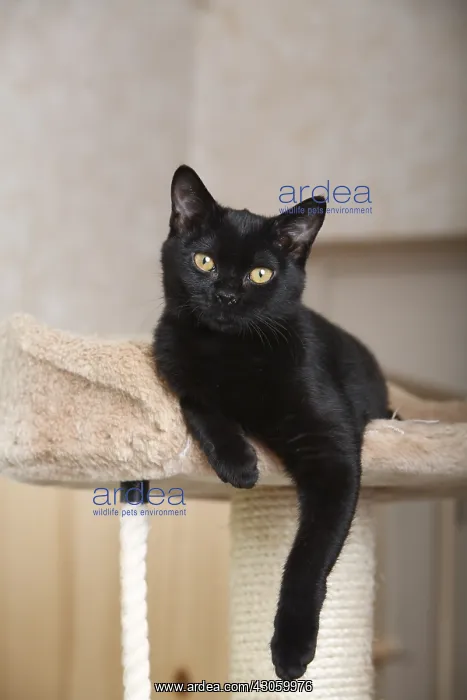 : Black Cat Bombay lying in his cat tree : Black Cat Bombay lying in his cat tree