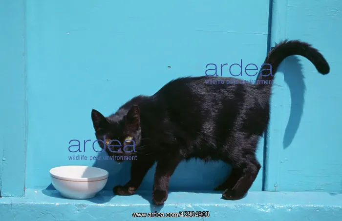 : BLACK CAT- at bowl, side profile : BLACK CAT- at bowl, side profile