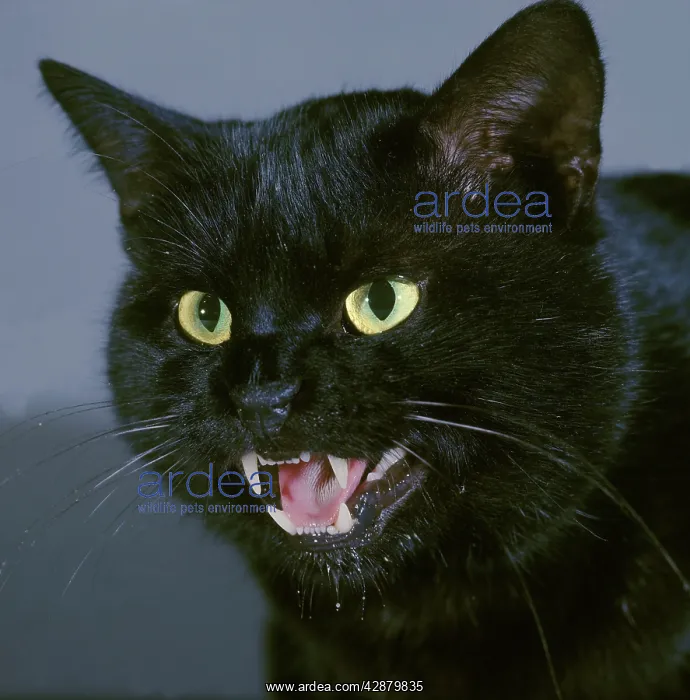 : Black Cat - close-up of face, snarling : Black Cat - close-up of face, snarling