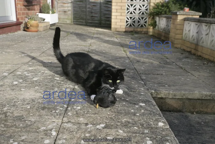 : Black cat eating a blackbird who hit a window : Black cat eating a blackbird who hit a window