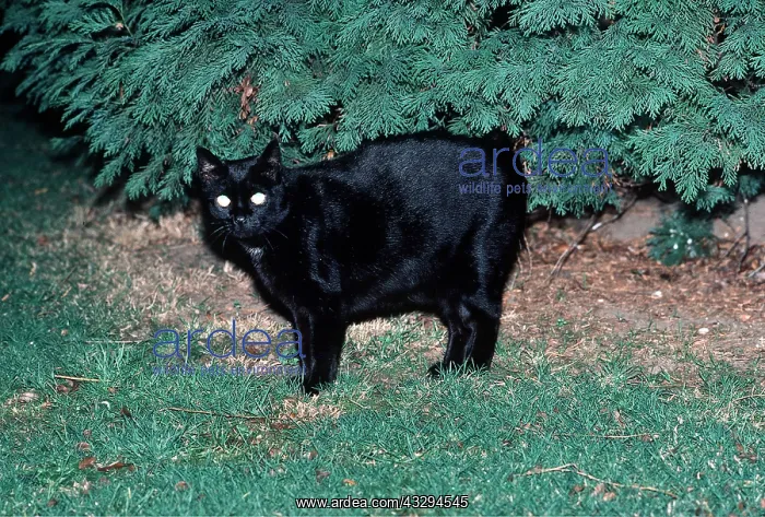 : Black CAT - Eyes shining in dark : Black CAT - Eyes shining in dark