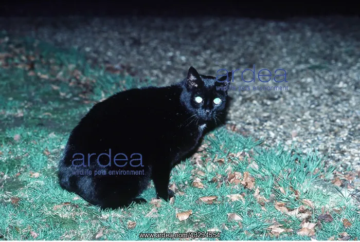 : Black CAT - with eyes shining in the dark : Black CAT - with eyes shining in the dark