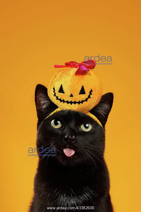 : Black cat (Felis silvestris catus), shows tongue, in studio : Black cat (Felis silvestris catus), shows tongue, in studio