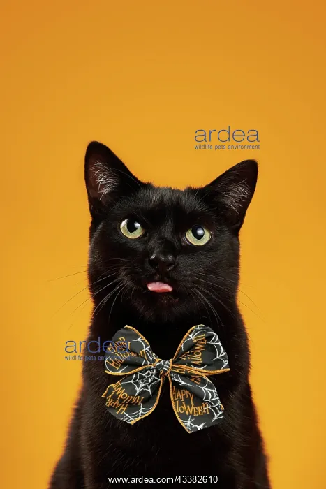 : Black cat (Felis silvestris catus), wearing an orange Hallow : Black cat (Felis silvestris catus), wearing an orange Hallow