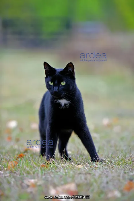 : Black Cat hunting in backyard, alert : Black Cat hunting in backyard, alert