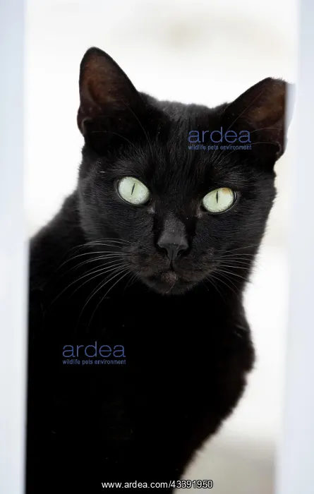  : Black cat looking out between white fence, animal