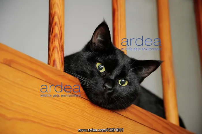 : Black cat peering through railings : Black cat peering through railings