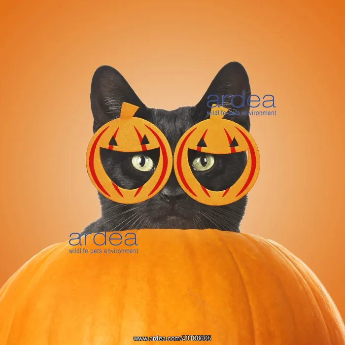  : Black cat in a pumpkin wearing pumkin glasses
