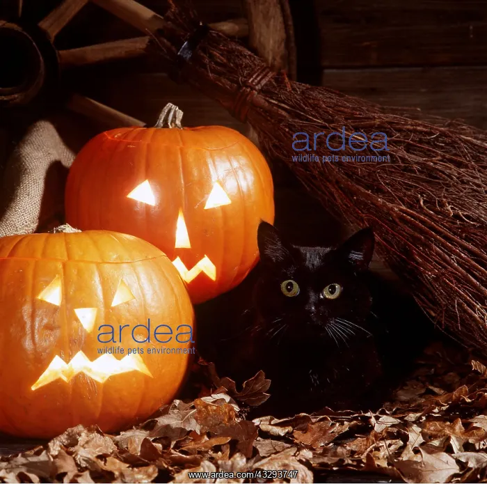 : Black CAT - With Pumpkins : Black CAT - With Pumpkins