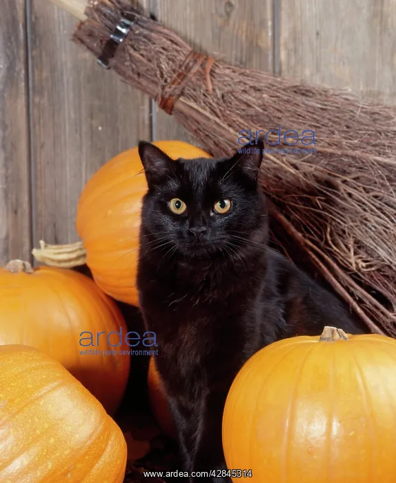 : Black Cat - with pumpkins & broomstick : Black Cat - with pumpkins & broomstick