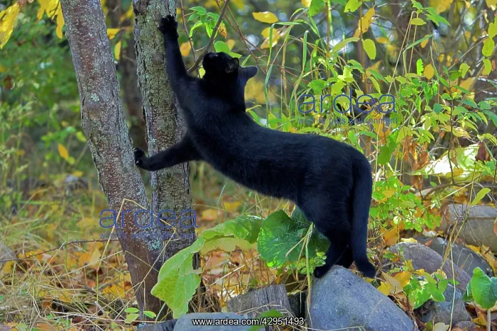 : Black Cat scratching tree with sharp claws : Black Cat scratching tree with sharp claws