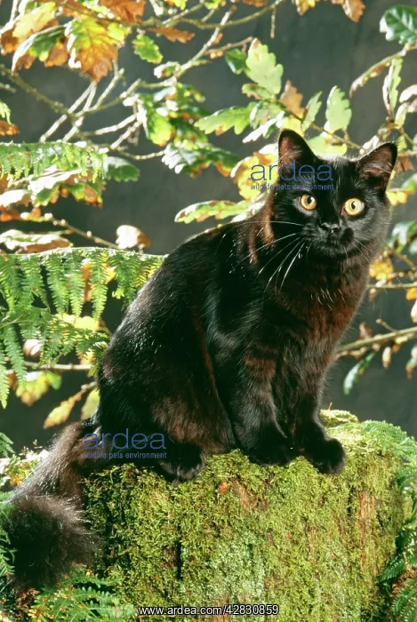 : Black CAT - sitting on moss log : Black CAT - sitting on moss log