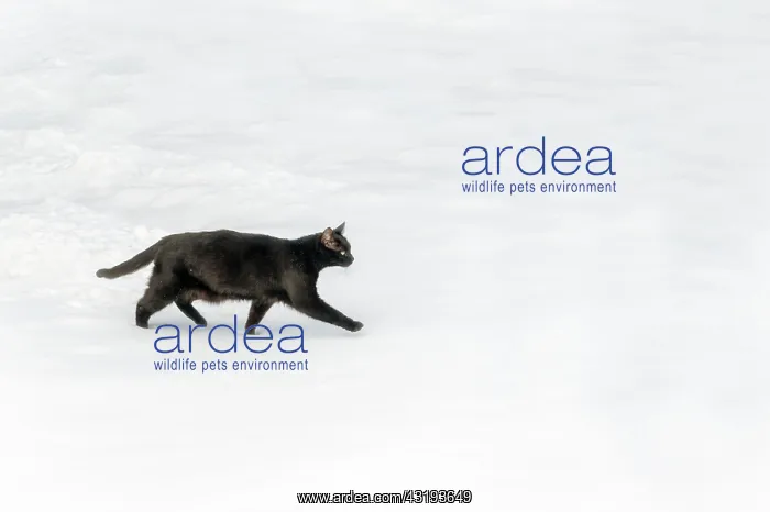 : Black cat walking on a snow layer, Rehna, Mecklenburg-Wester : Black cat walking on a snow layer, Rehna, Mecklenburg-Wester