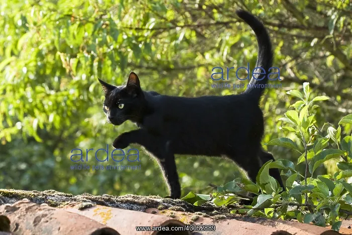 : Black cat walking on a wall covered with tiles Roman : Black cat walking on a wall covered with tiles Roman