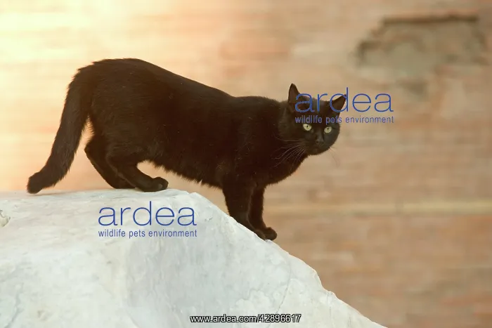 : Black CAT on wall : Black CAT on wall