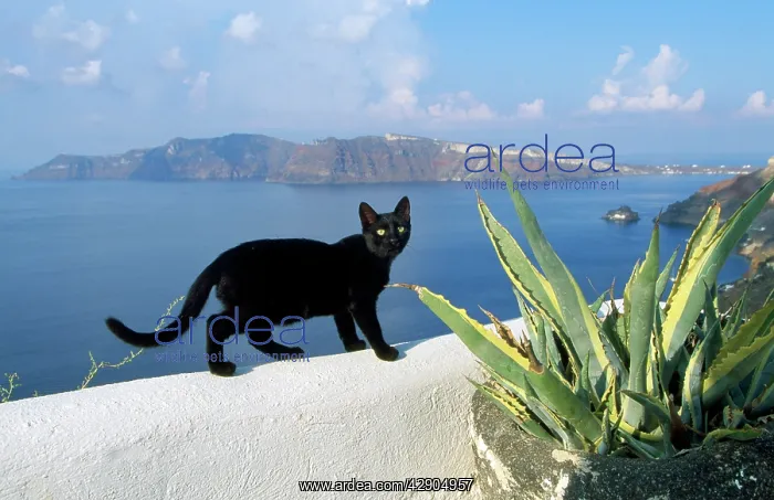 : Black Cat - on wall : Black Cat - on wall