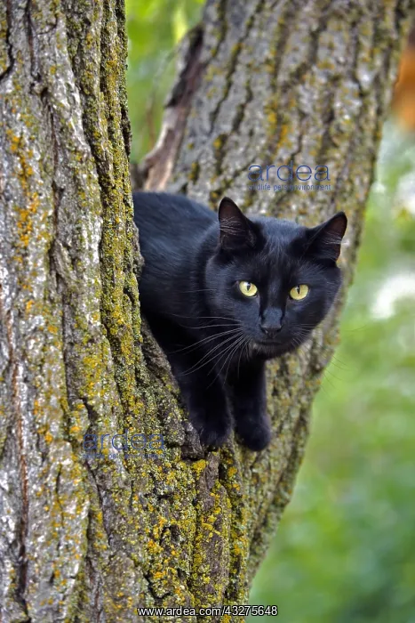  : Black Cat with yellow eyes sitting in tree, closeup