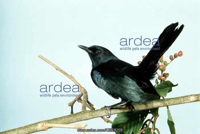 : BLACK CATBIRD : BLACK CATBIRD