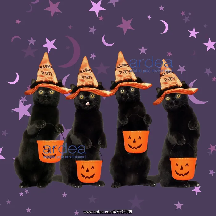 : Black Cats, wearing halloween witches hat carrying : Black Cats, wearing halloween witches hat carrying